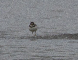 Semipalmated Plover - ML173994351