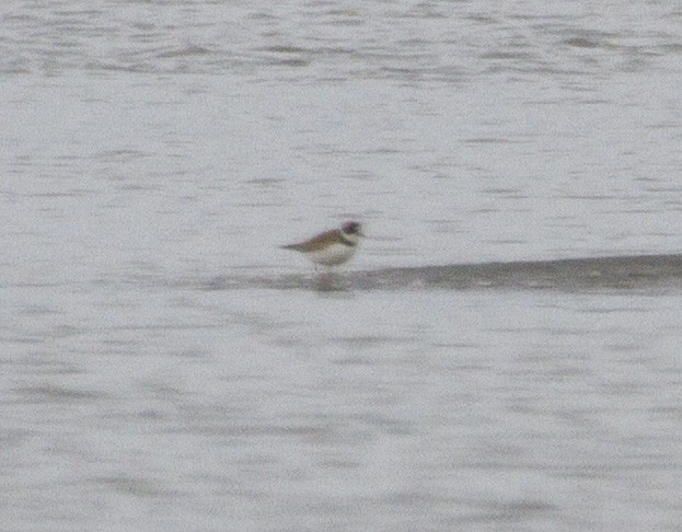 Semipalmated Plover - ML173994361