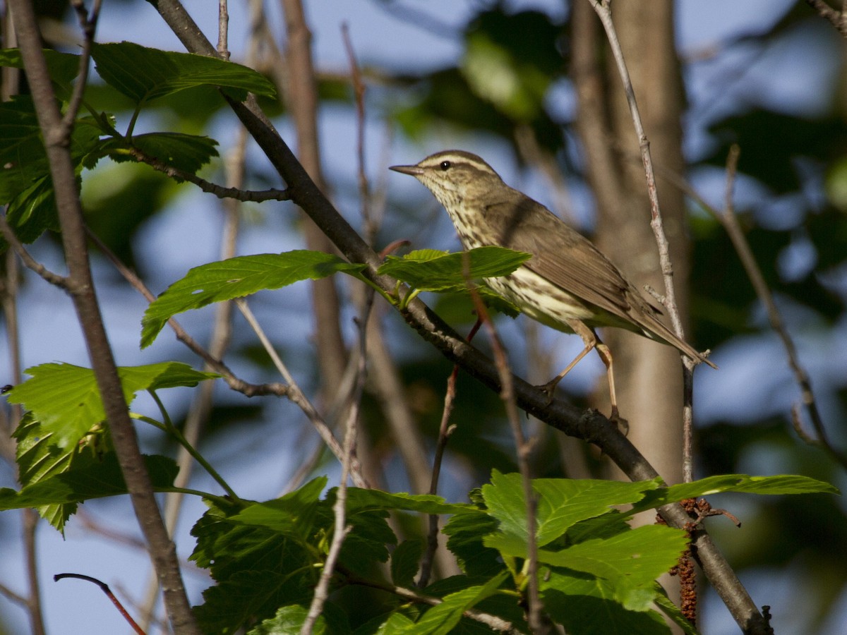 Northern Waterthrush - Phil Stouffer