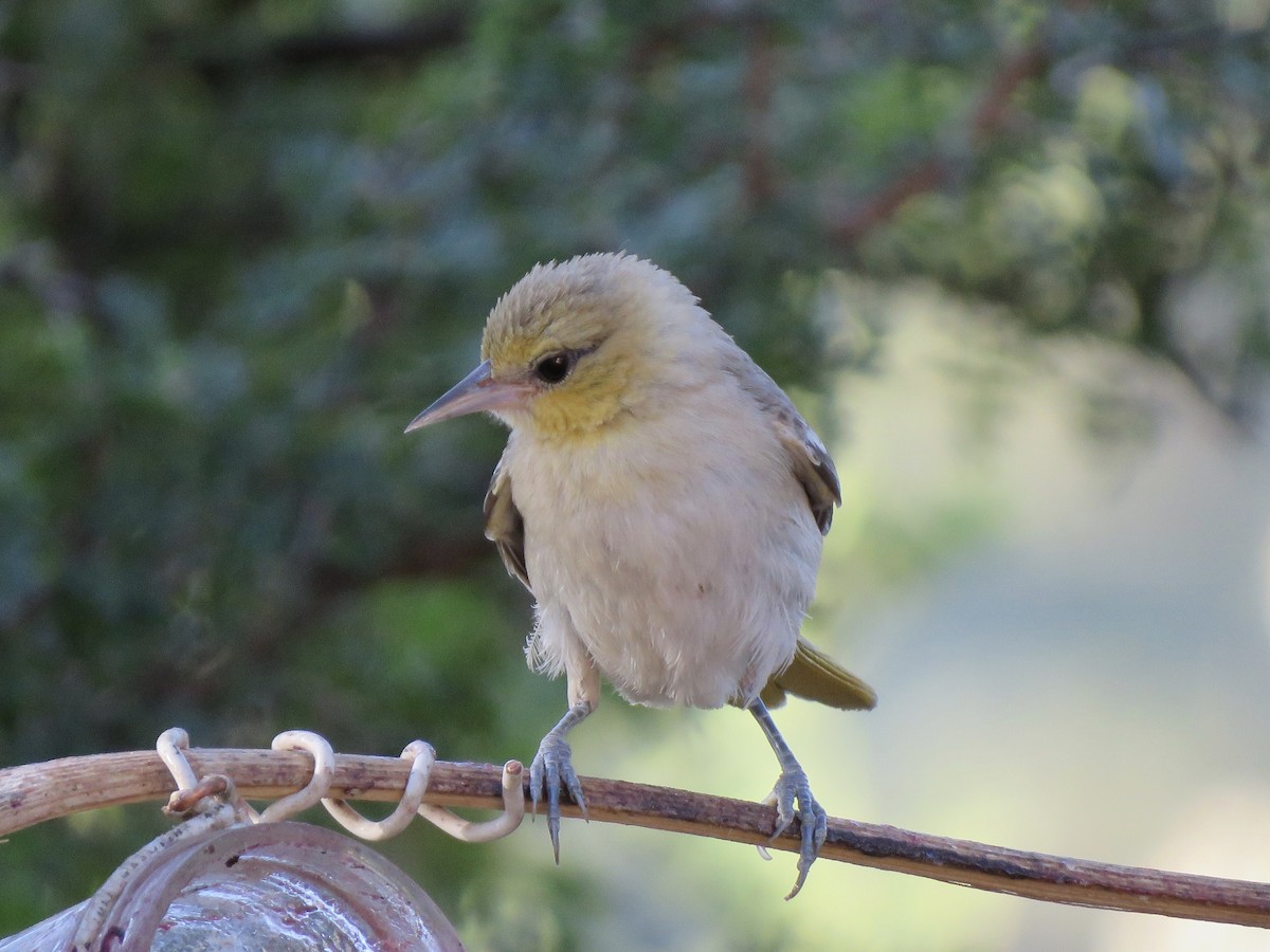 Bullock's Oriole - Lisa Hoffman