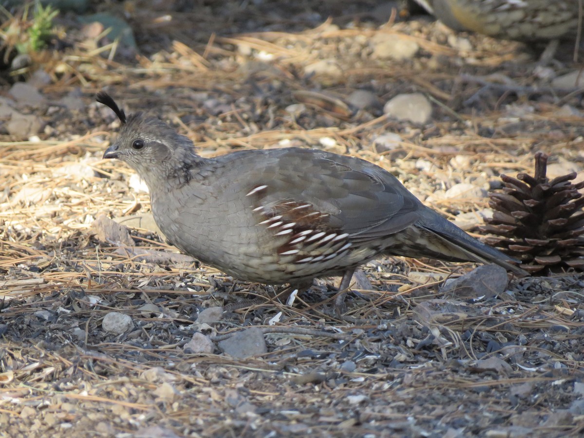 Gambel's Quail - Lisa Hoffman