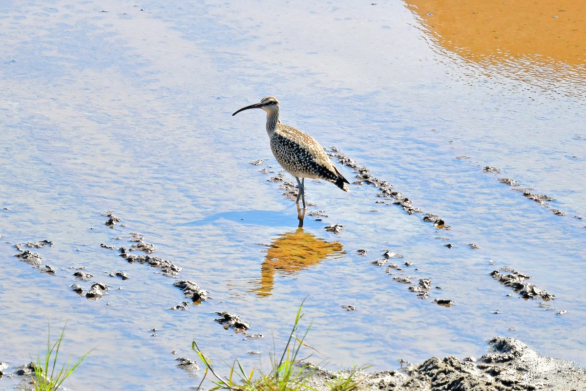 Whimbrel - Chas Argent