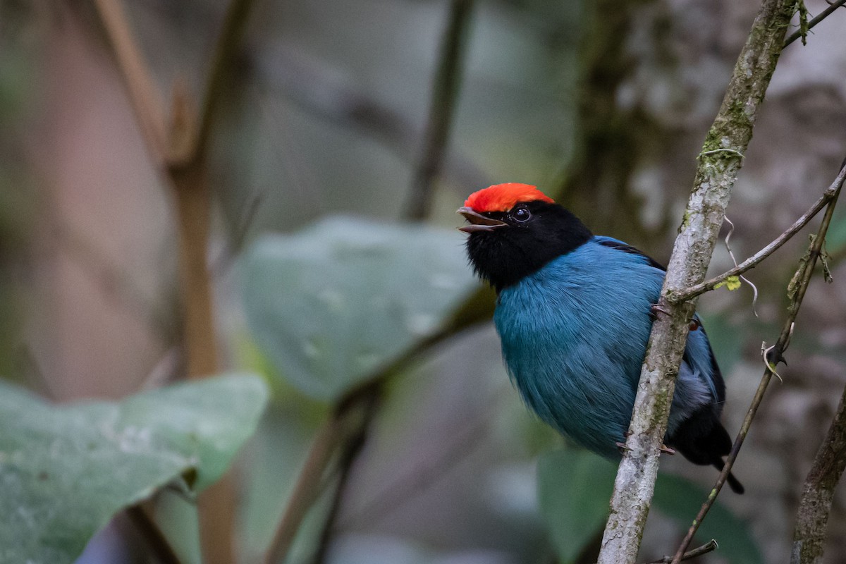 Swallow-tailed Manakin - Eden Fontes