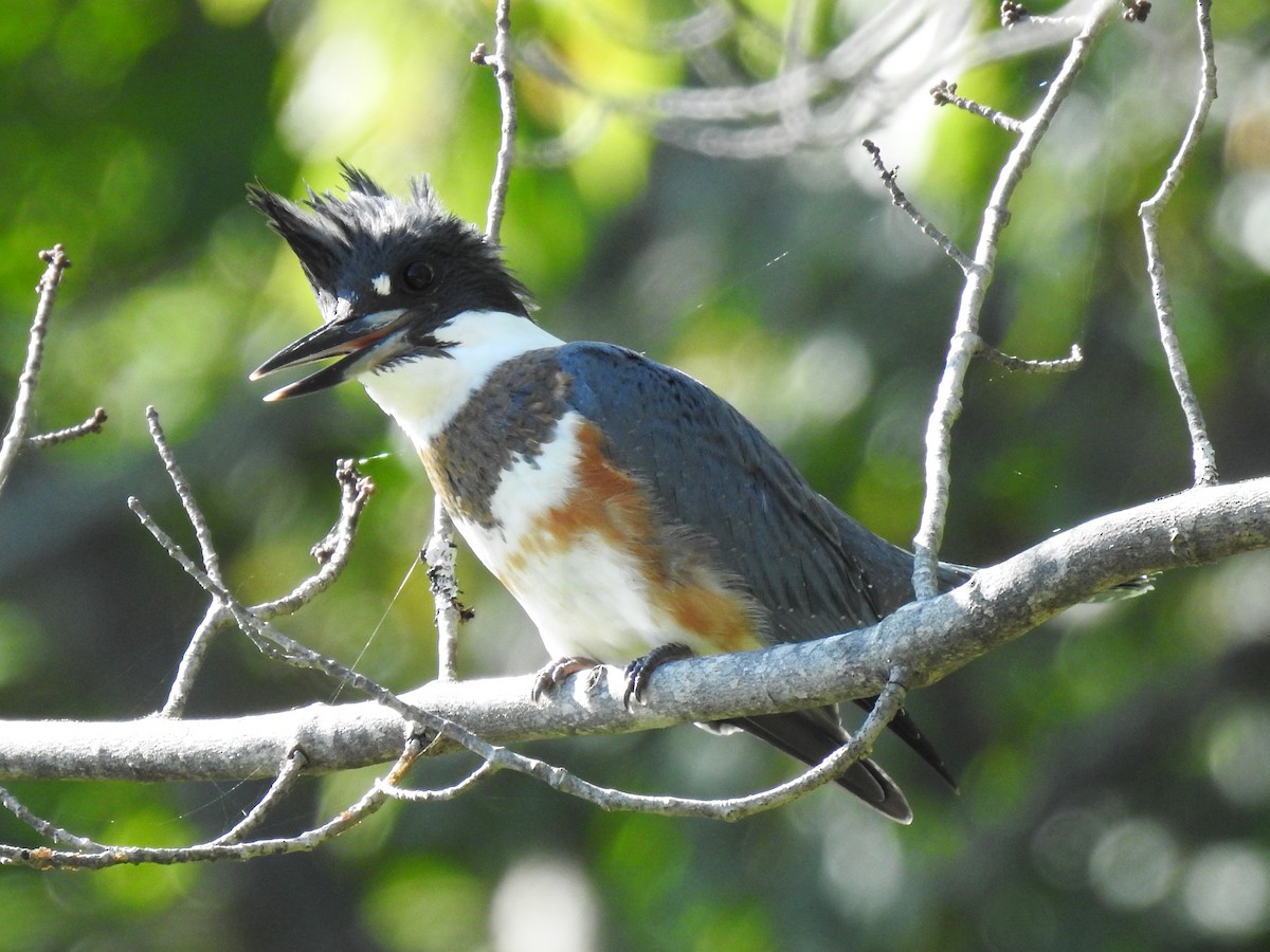 Belted Kingfisher - Steve Mierzykowski