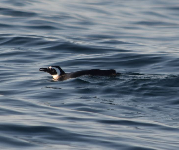 Magellanic Penguin - ML174000951