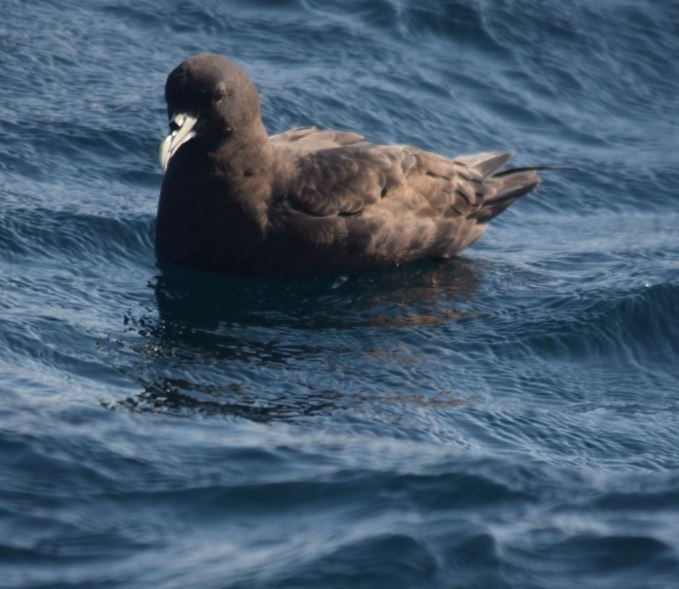 White-chinned Petrel - ML174001471