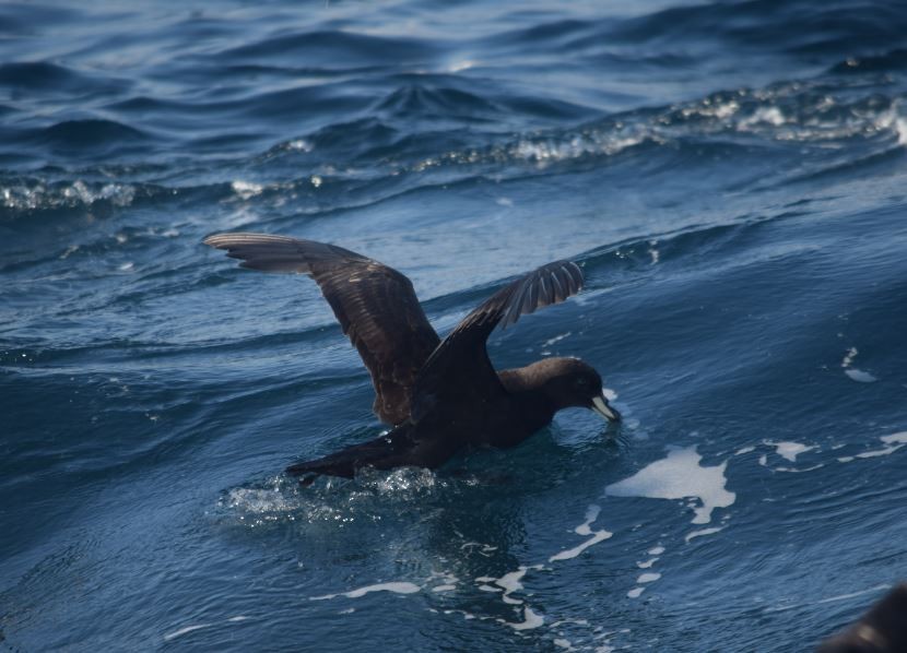 Westland Petrel - ML174001551