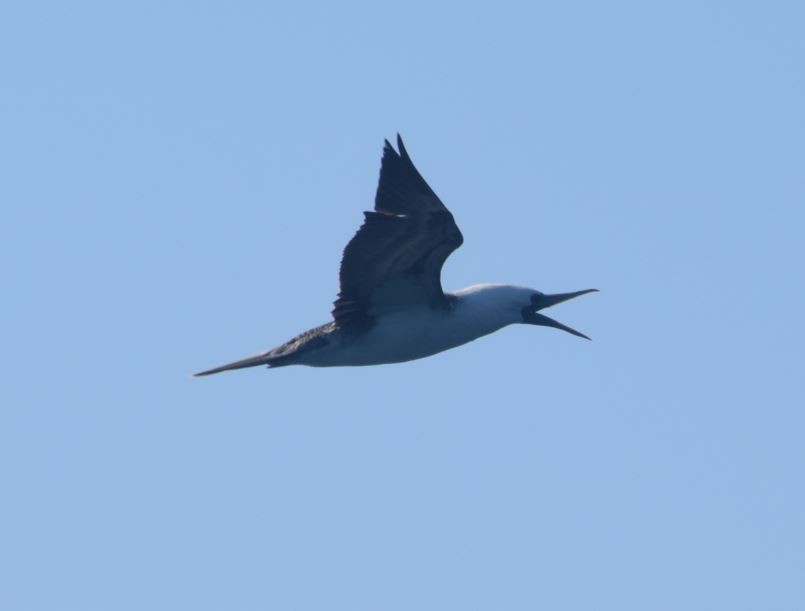 Peruvian Booby - ML174001611