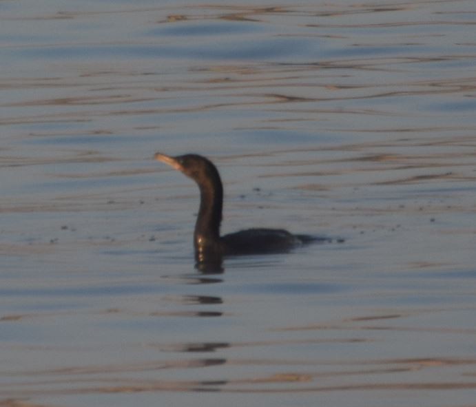 Neotropic Cormorant - ML174001641