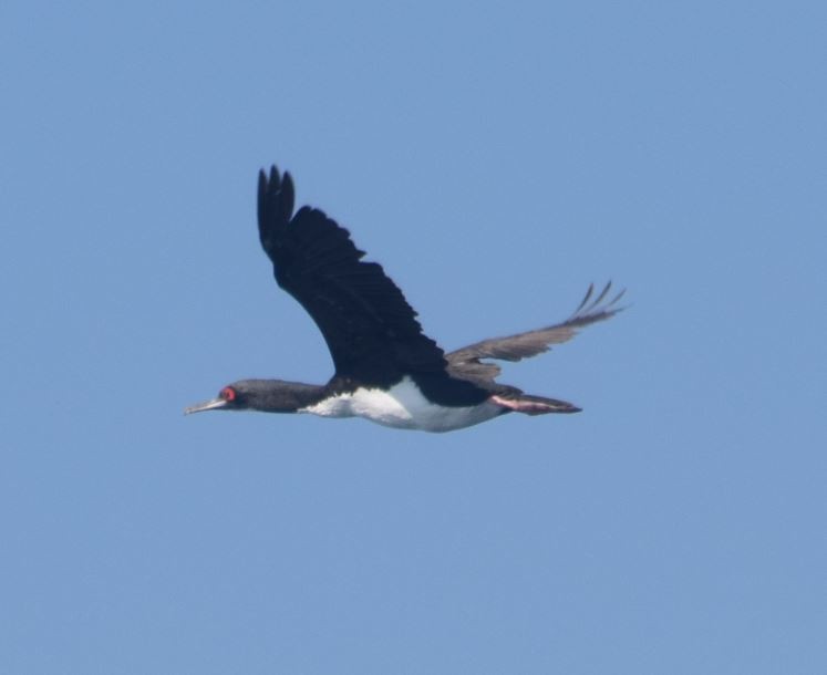 Cormoran de Bougainville - ML174001671