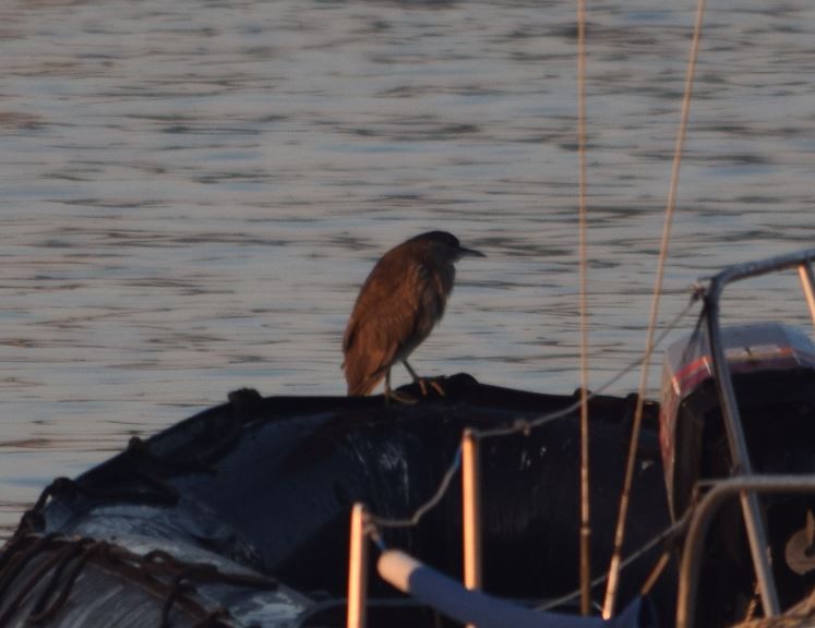 Black-crowned Night Heron - ML174001731