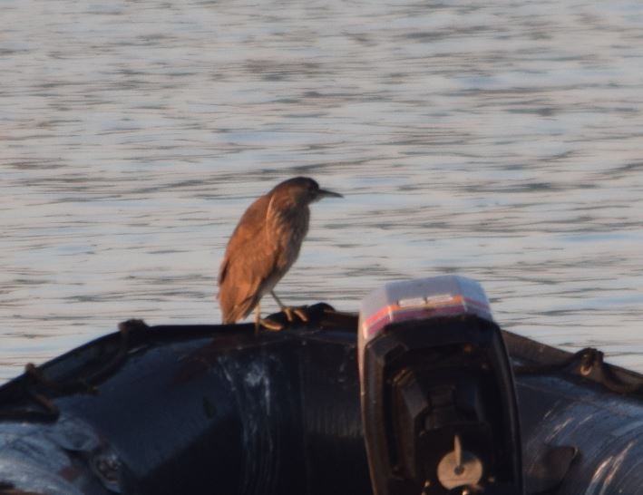 Black-crowned Night Heron - ML174001741