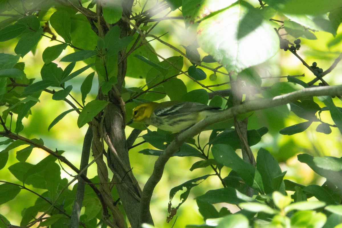 Black-throated Green Warbler - ML174003521