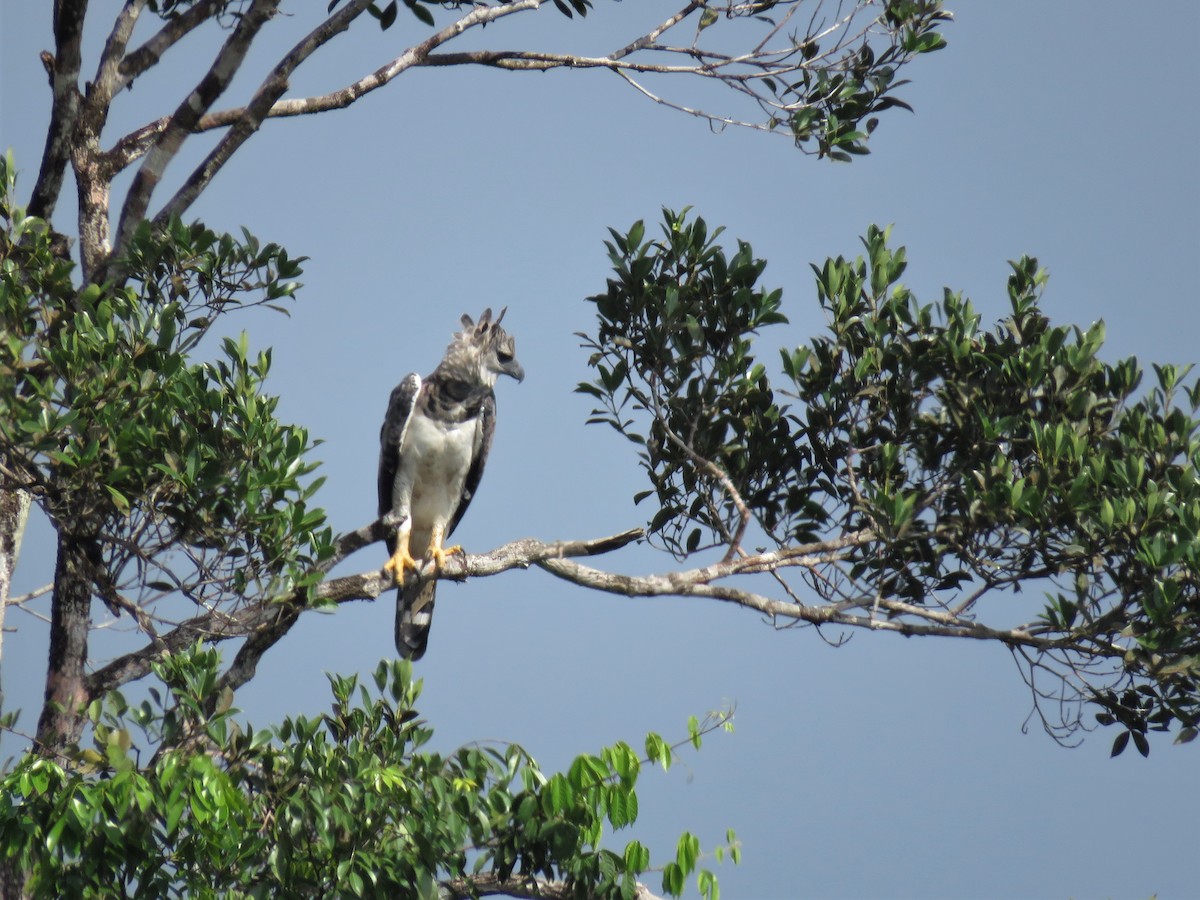 Harpy Eagle - ML174004071