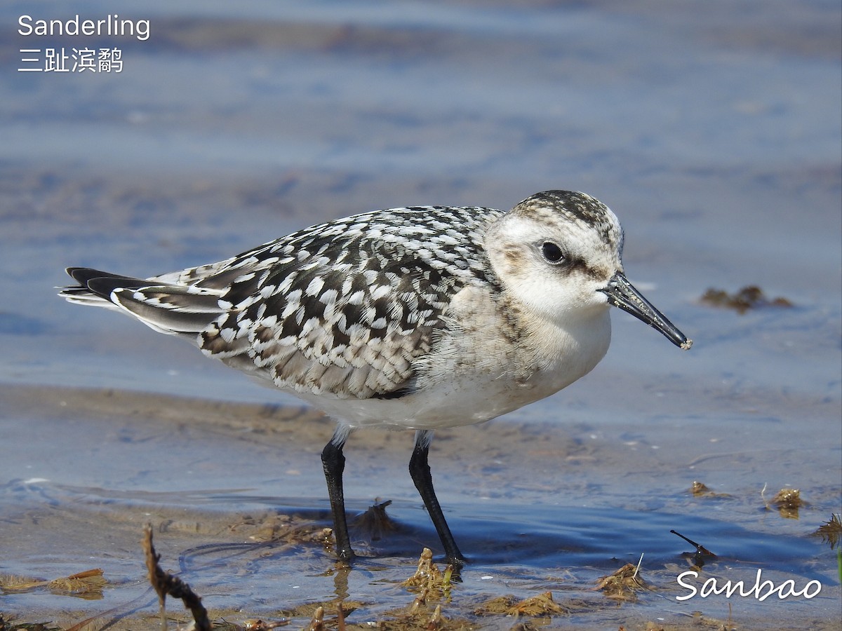 Sanderling - ML174004641