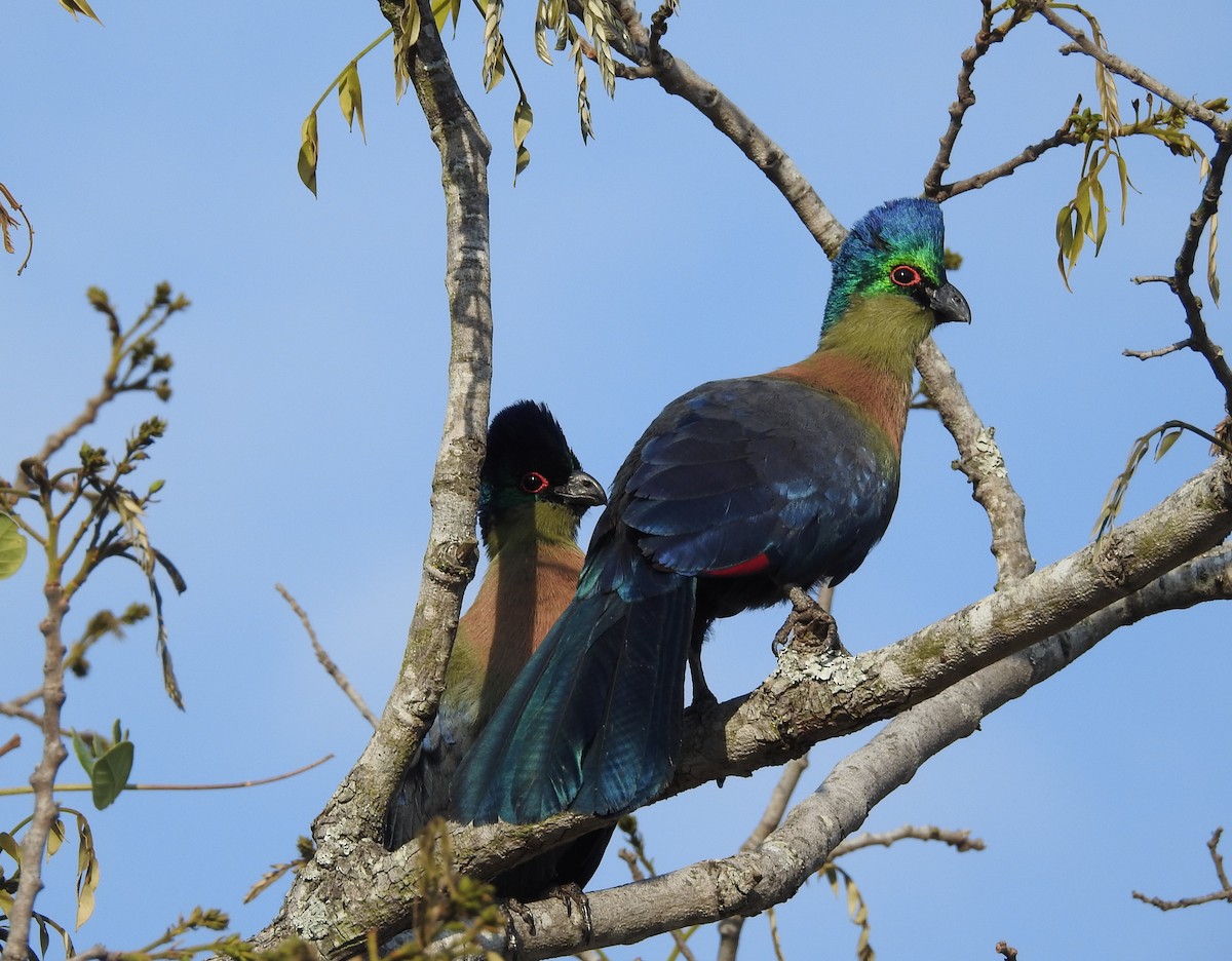 Purple-crested Turaco - ML174004651