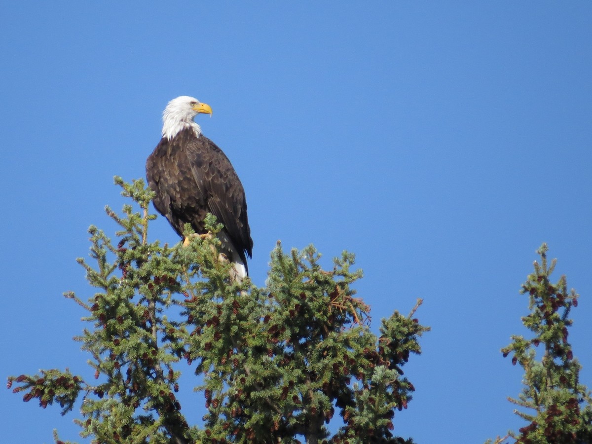 Bald Eagle - ML174005081