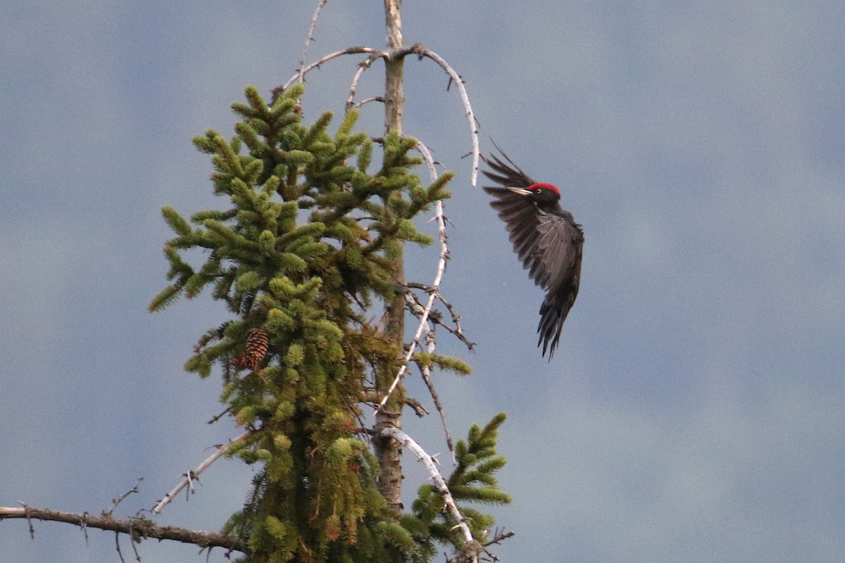 Black Woodpecker - ML174005271