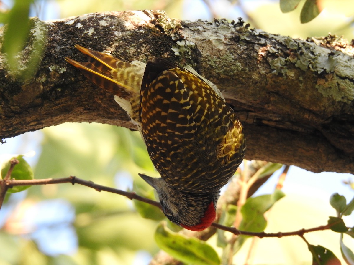 Golden-tailed Woodpecker (Golden-tailed) - ML174005851