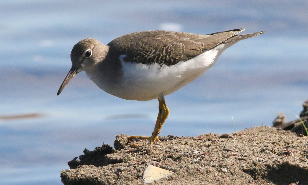 Spotted Sandpiper - Brian Tychie