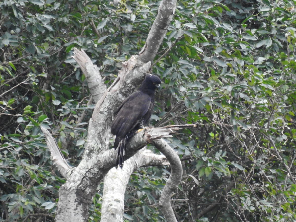 Águila Negra - ML174007661