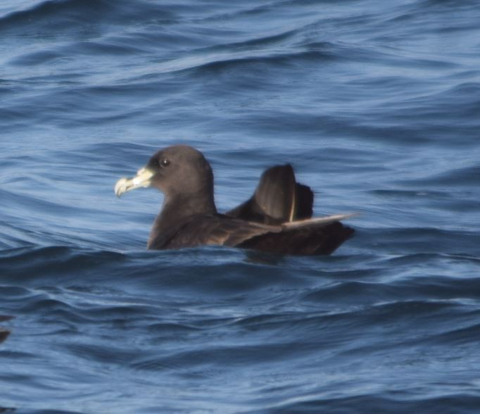 White-chinned Petrel - ML174008231