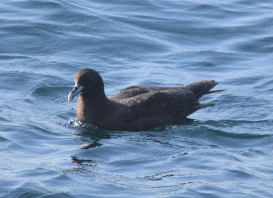 White-chinned Petrel - ML174008271