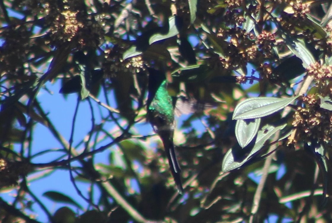 grønnslepkolibri - ML174008311