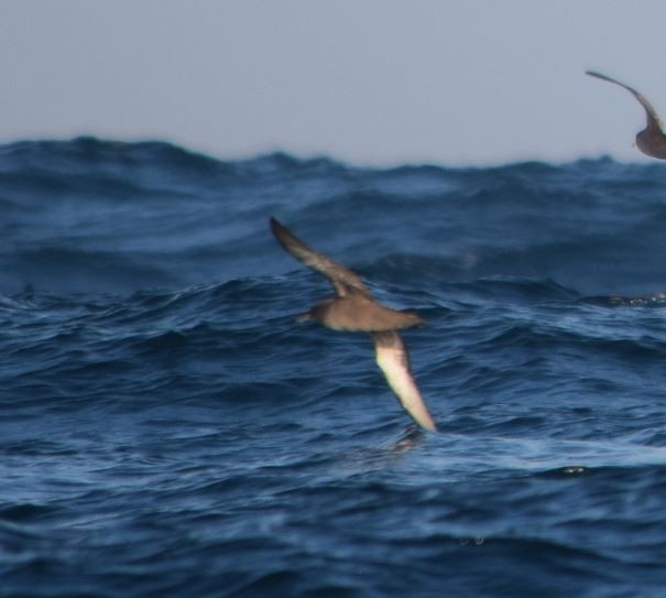 Sooty Shearwater - ML174008331