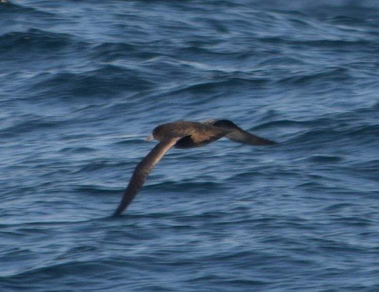 Sooty Shearwater - ML174008341