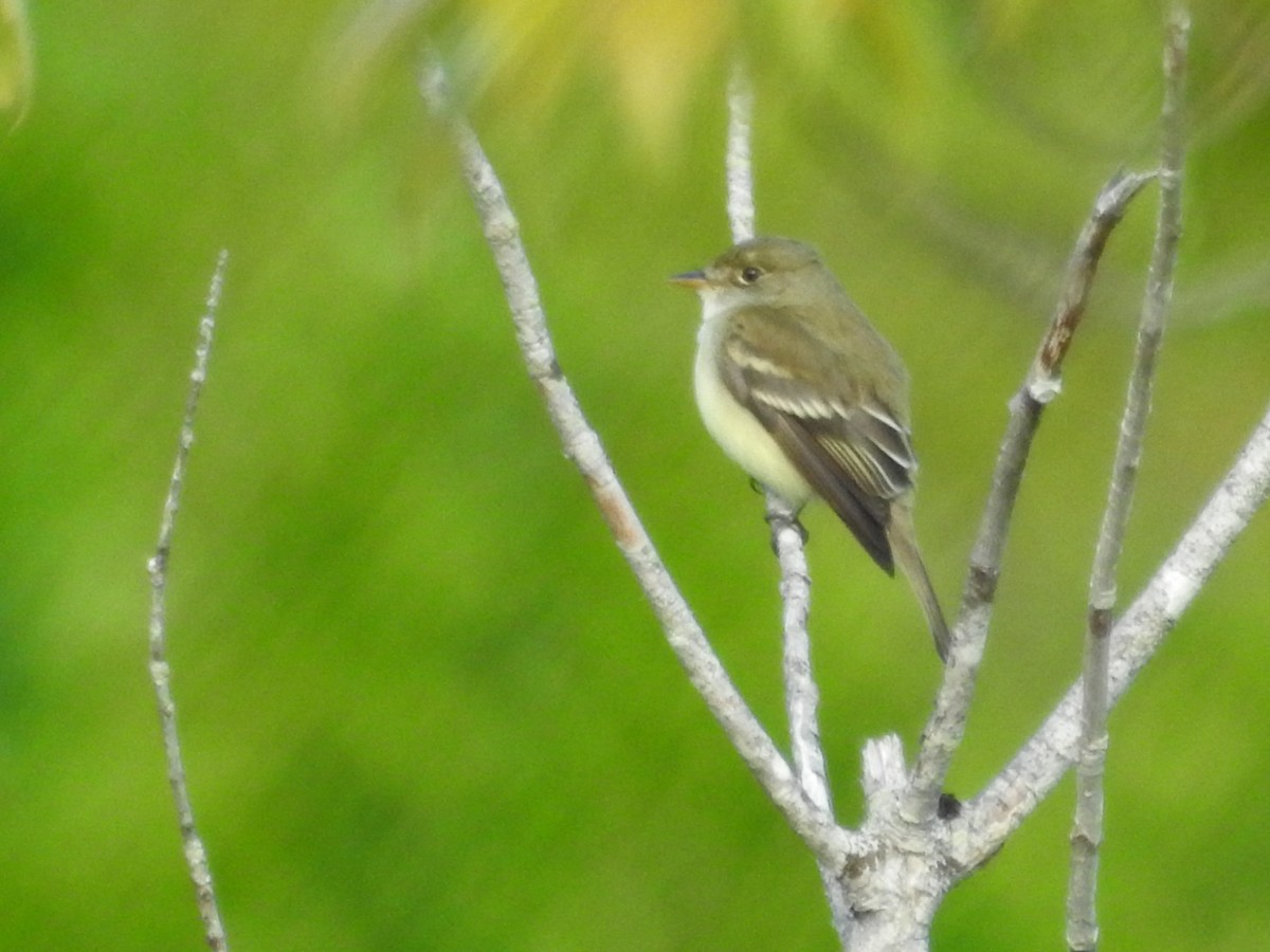 Alder Flycatcher - ML174010491