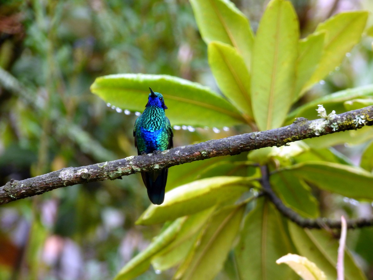 kolibřík modrolící - ML174010911
