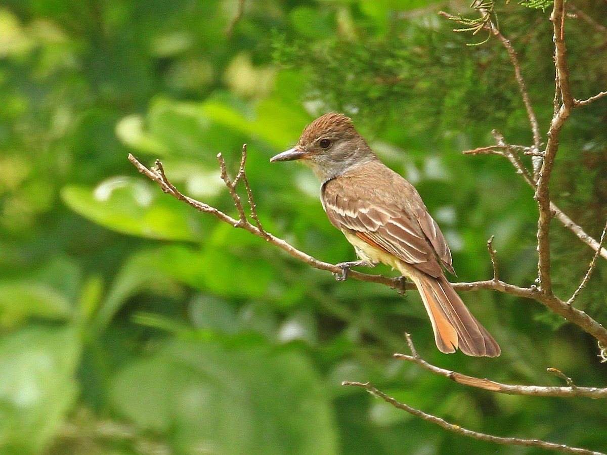 Ash-throated Flycatcher - Carl Poldrack