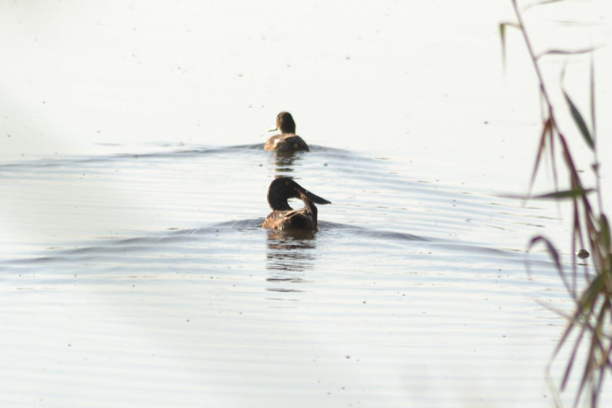 Northern Shoveler - ML174011411