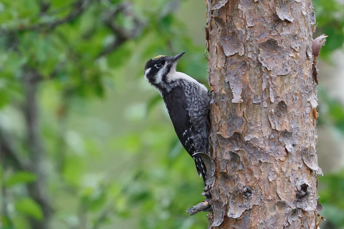 Eurasian Three-toed Woodpecker - ML174011431