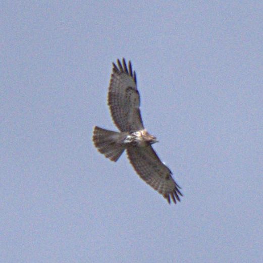 Red-tailed Hawk - ML174012741