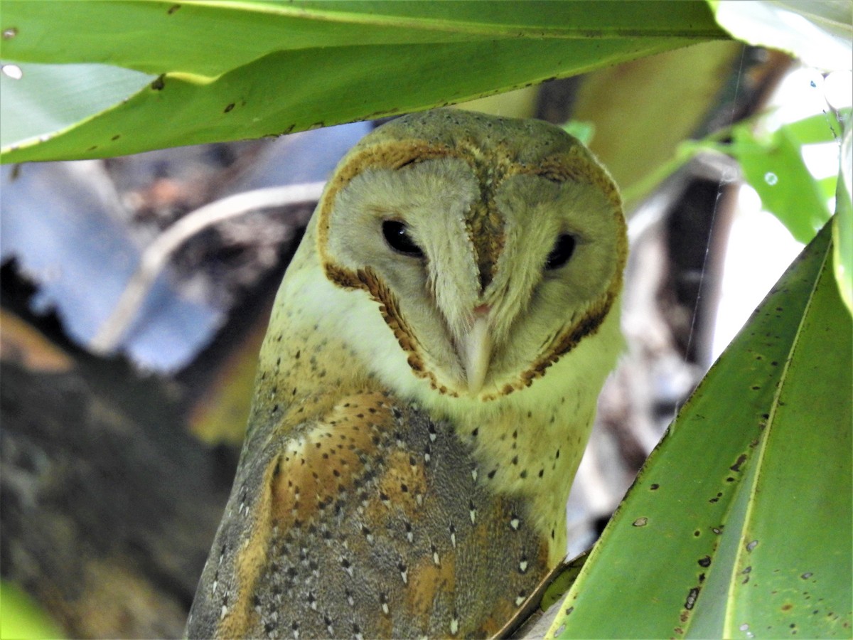 Barn Owl - Selvaganesh K