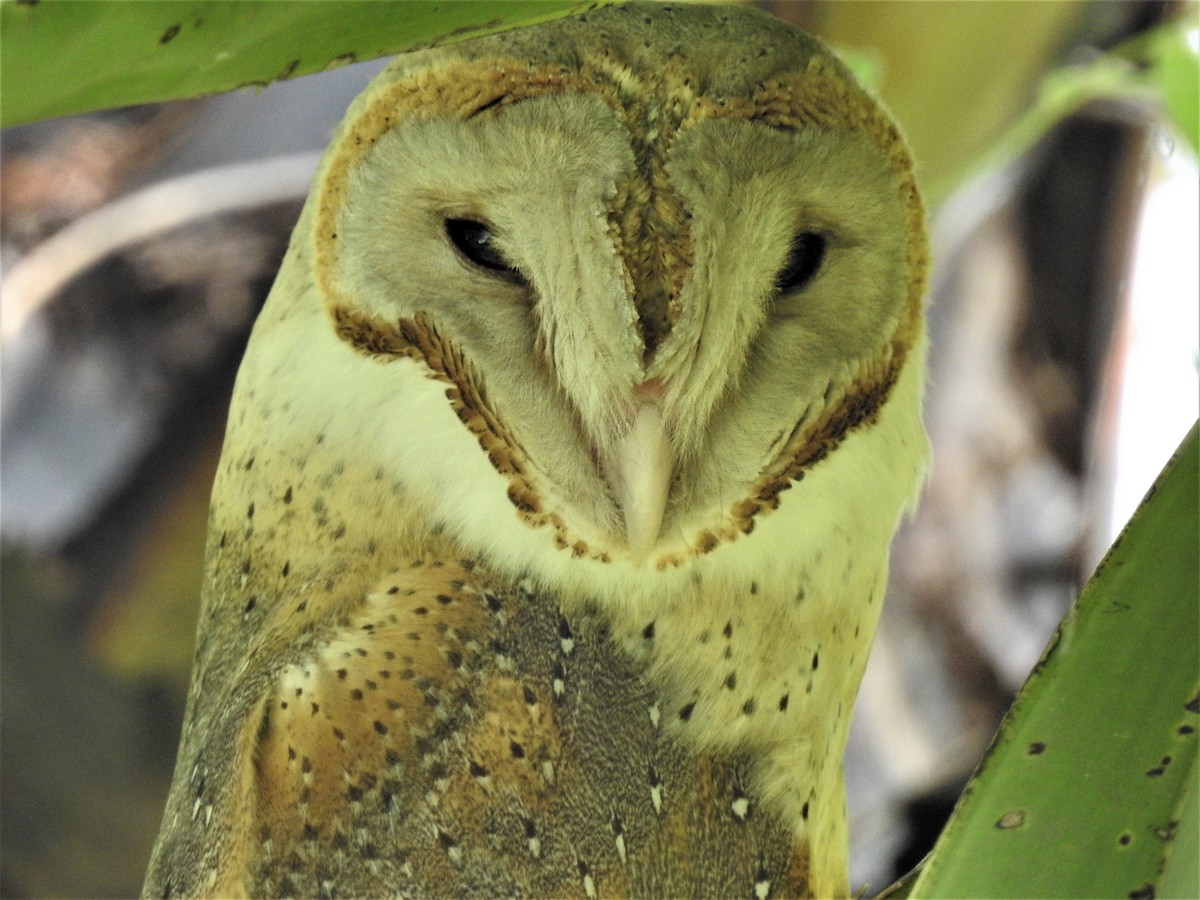 Barn Owl - Selvaganesh K