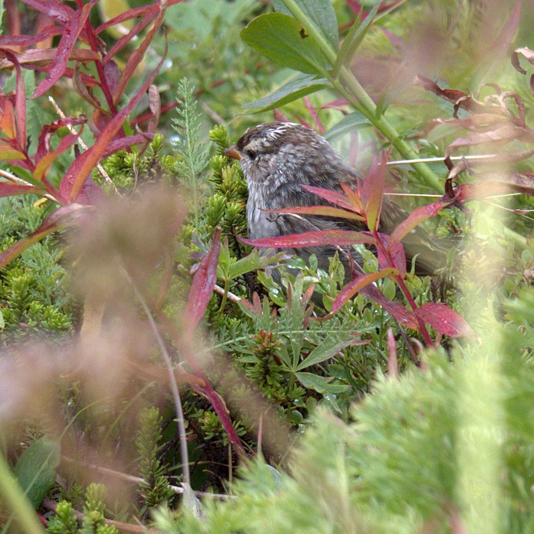 White-crowned Sparrow - ML174012861