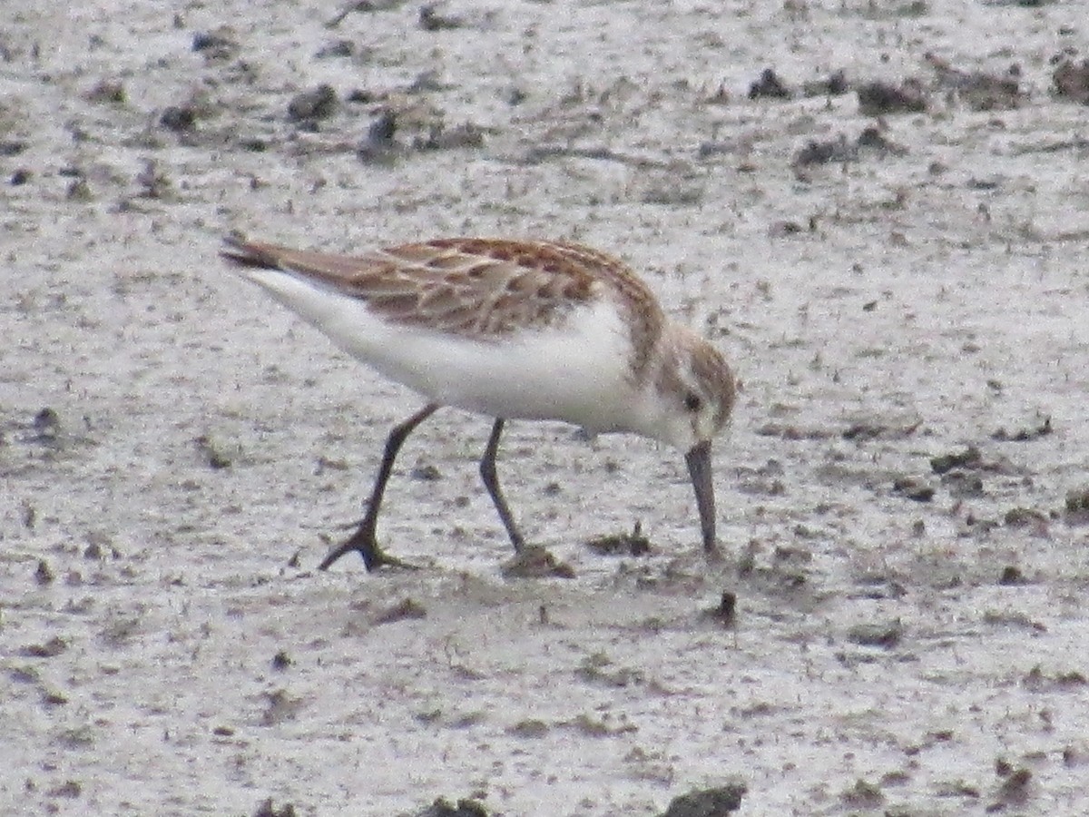 Western Sandpiper - Caleb Helsel