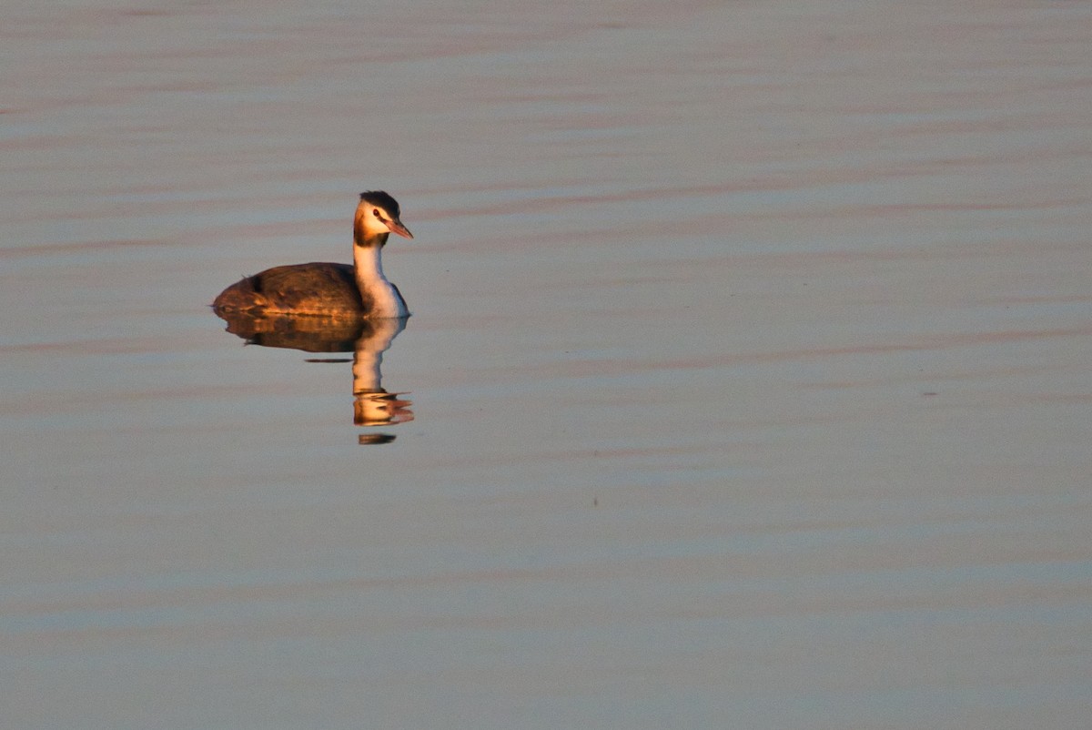 Great Crested Grebe - ML174014521