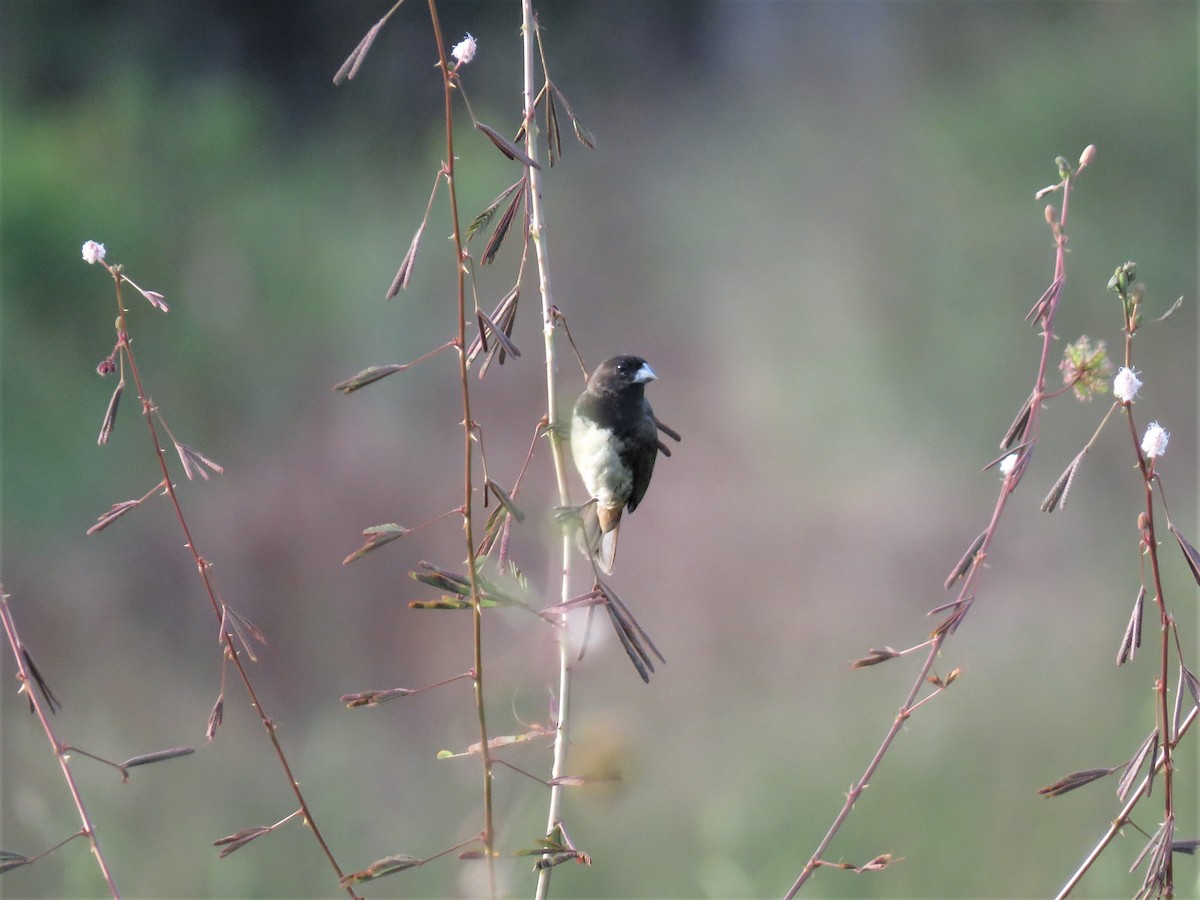 Yellow-bellied Seedeater - Hugo Foxonet