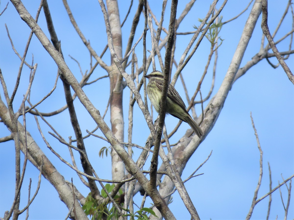 Variegated Flycatcher - Hugo Foxonet