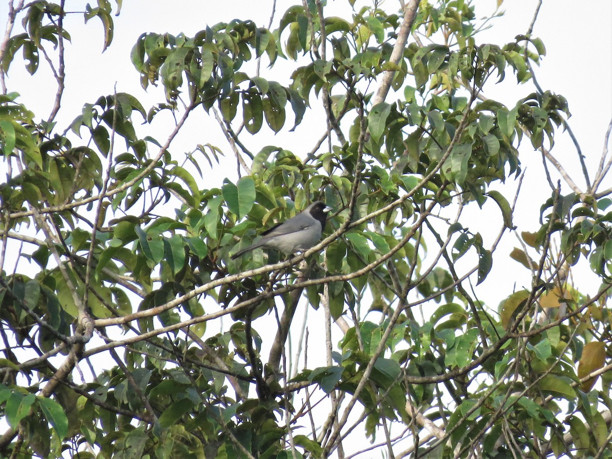 Black-faced Tanager - Hugo Foxonet