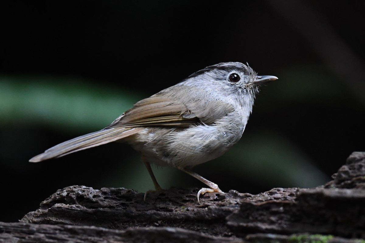 Black-browed Fulvetta - Sriram Reddy