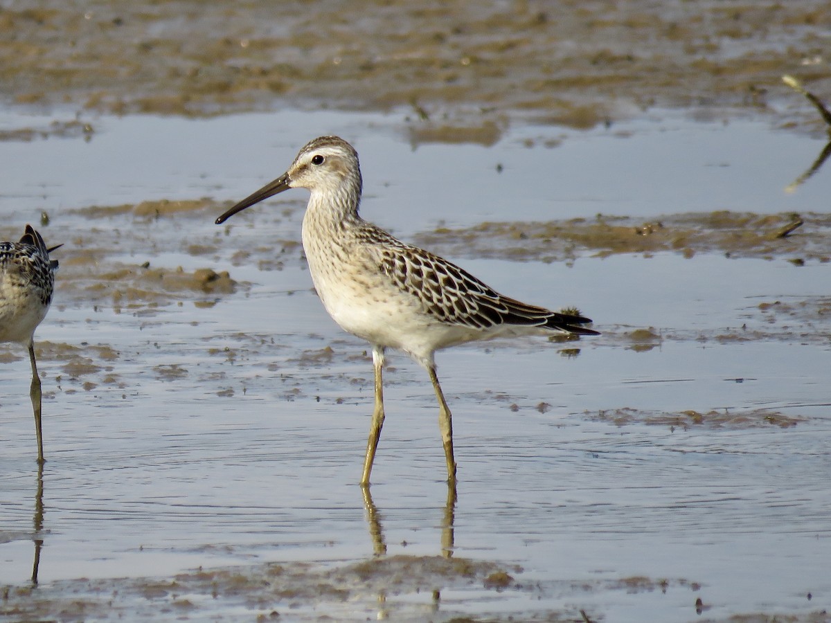 Stilt Sandpiper - Alan  Troyer