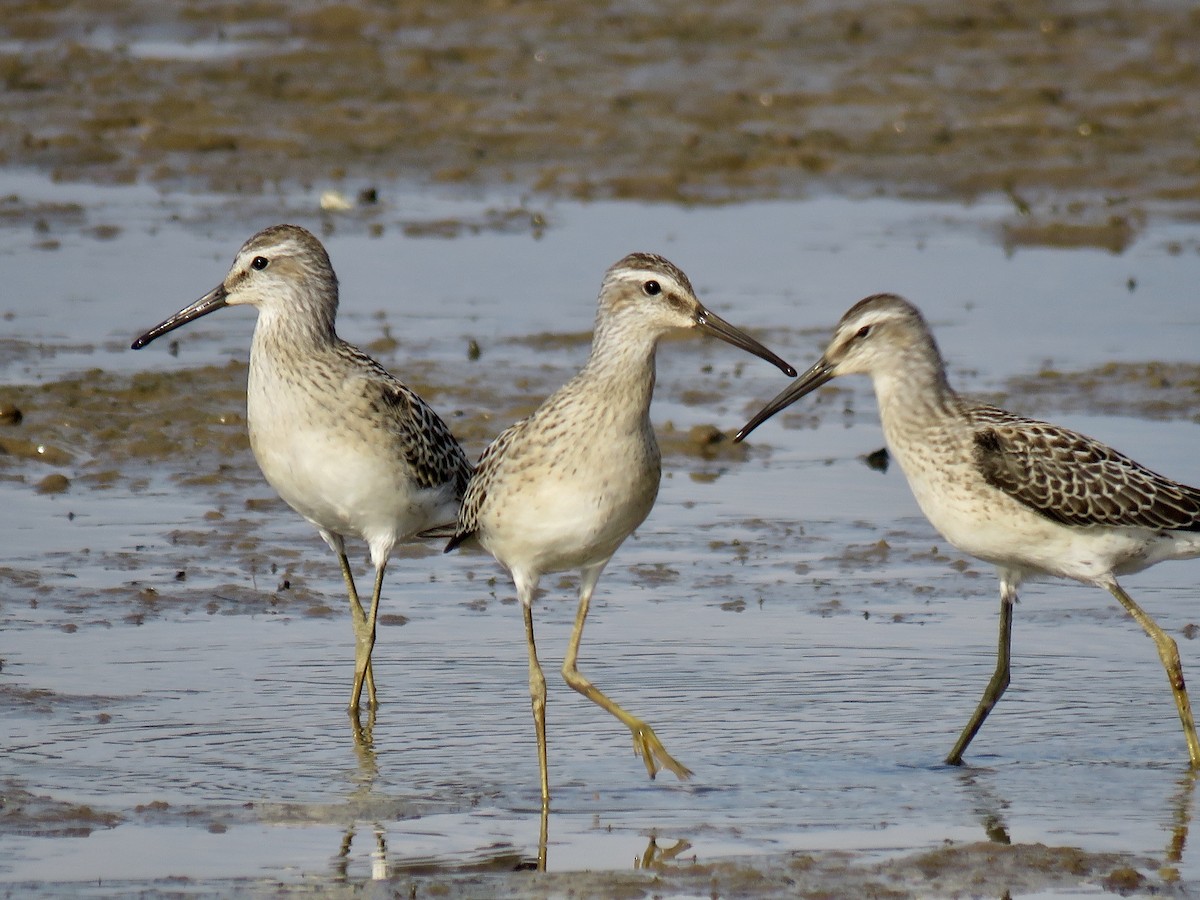 Stilt Sandpiper - Alan  Troyer