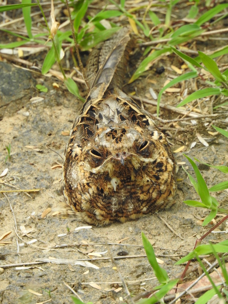 Indian Nightjar - Selvaganesh K