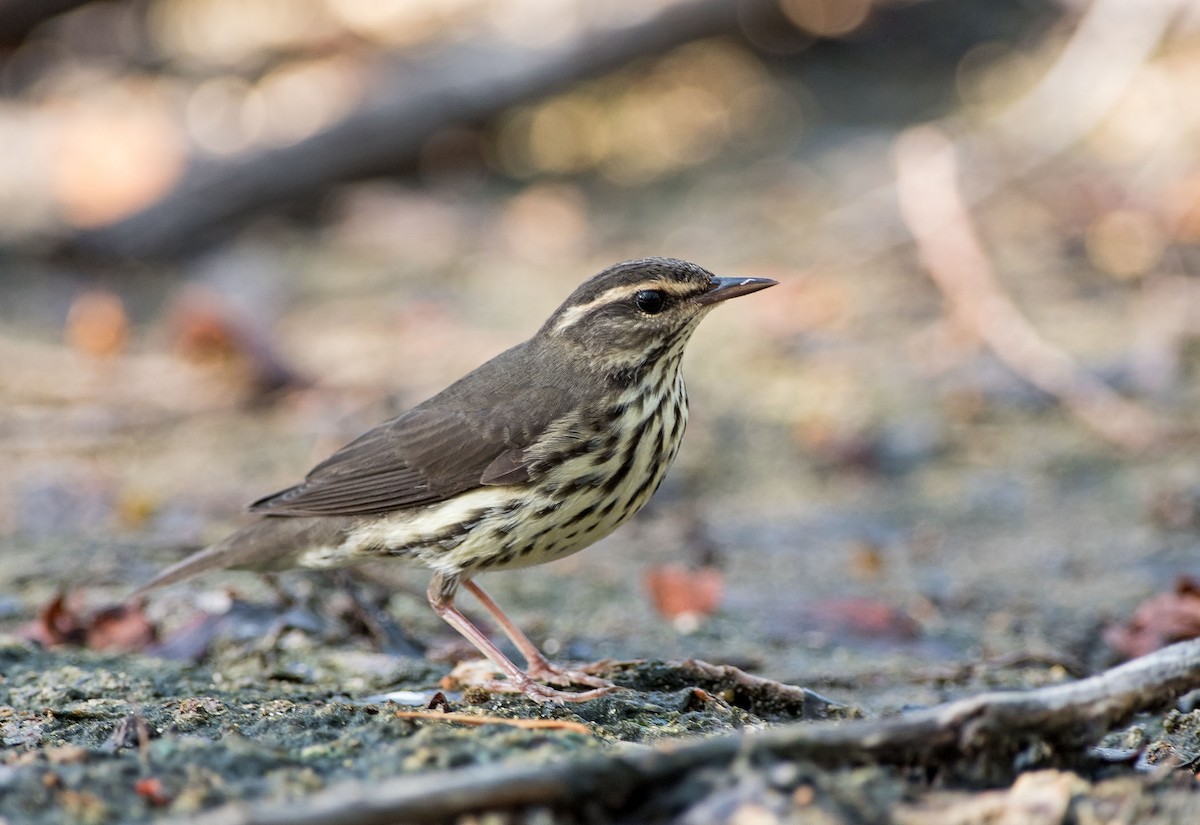 Northern Waterthrush - ML174017361