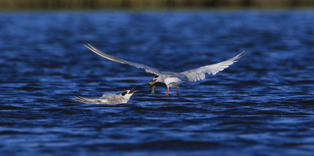 Forster's Tern - Jeff Holmes